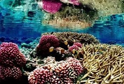 科学家发现珊瑚生长模式并不随机