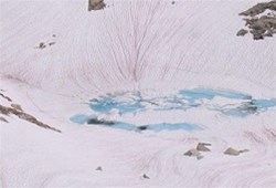 神秘“粉雪”促使全球冰川快速融化