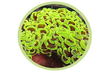 大榔头珊瑚