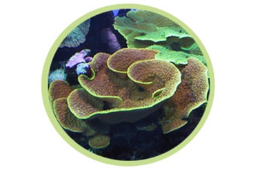 盘珊瑚
