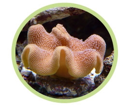 肉芝软珊瑚